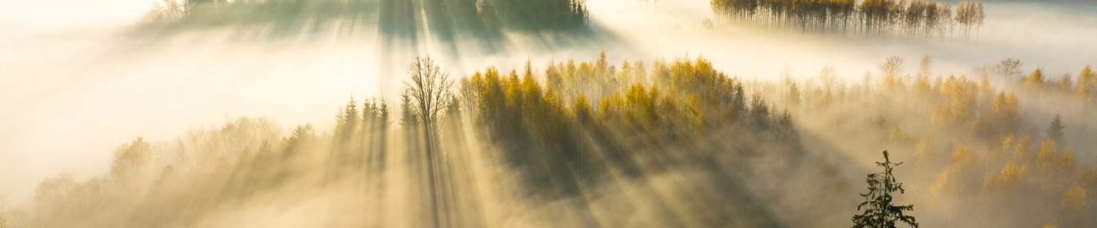 Toad vahelehe esimese sektsiooni taustapilt